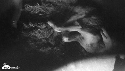 Red Wolves Live Webcam at the Wolf Conservation Center - Jul 29, 2026, 1:59pm EDT