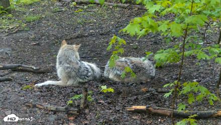 Red Wolves Live Webcam at the Wolf Conservation Center - May 10, 2026, 8:18am EDT