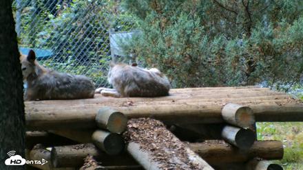 Red Wolves Live Webcam at the Wolf Conservation Center - Jul 28, 2026, 8:30am EDT