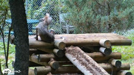 Red Wolves Live Webcam at the Wolf Conservation Center - Aug 5, 2026, 3:20pm EDT