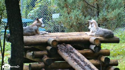 Red Wolves Live Webcam at the Wolf Conservation Center - Aug 6, 2026, 8:52am EDT