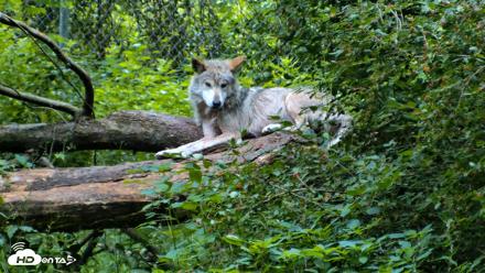 Red Wolves Live Webcam at the Wolf Conservation Center - Jun 18, 2026, 10:54am EDT
