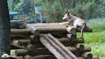 Red Wolves Live Webcam at the Wolf Conservation Center - Aug 14, 2026, 3:23pm EDT