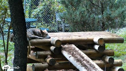 Red Wolves Live Webcam at the Wolf Conservation Center - Aug 5, 2026, 2:55pm EDT