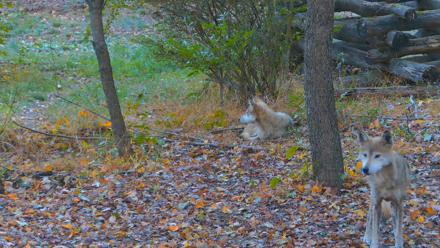Red Wolves Live Webcam at the Wolf Conservation Center - Oct 17, 2025, 7:50am EDT
