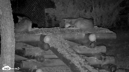 Red Wolves Live Webcam at the Wolf Conservation Center - Jul 19, 2026, 10:07pm EDT