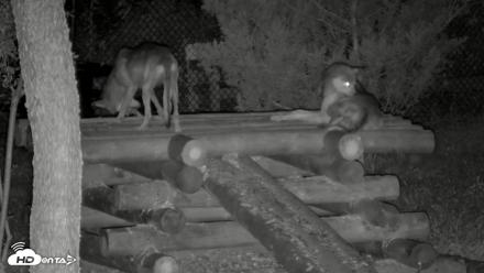 Red Wolves Live Webcam at the Wolf Conservation Center - Aug 11, 2026, 8:34pm EDT