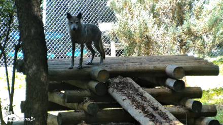 Red Wolves Live Webcam at the Wolf Conservation Center - Aug 5, 2026, 11:18am EDT
