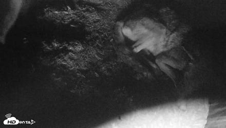 Red Wolves Live Webcam at the Wolf Conservation Center - Jul 29, 2026, 1:14pm EDT