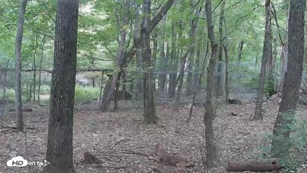 Red Wolves Live Webcam at the Wolf Conservation Center - Oct 4, 2026, 11:40am EDT