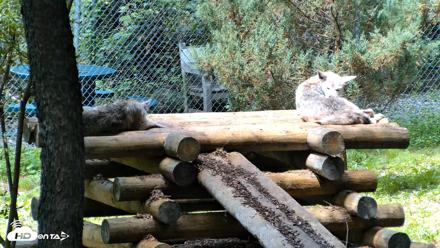 Red Wolves Live Webcam at the Wolf Conservation Center - Aug 10, 2026, 12:29pm EDT