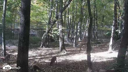 Red Wolves Live Webcam at the Wolf Conservation Center - Oct 21, 2026, 2:11pm EDT
