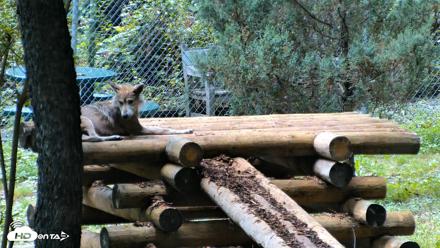 Red Wolves Live Webcam at the Wolf Conservation Center - Aug 6, 2026, 2:02pm EDT