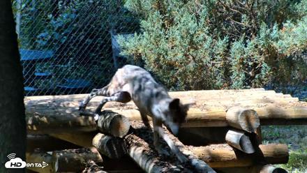 Red Wolves Live Webcam at the Wolf Conservation Center - Jul 27, 2026, 12:43pm EDT