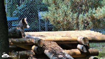 Red Wolves Live Webcam at the Wolf Conservation Center - Jul 27, 2026, 12:43pm EDT