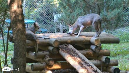 Red Wolves Live Webcam at the Wolf Conservation Center - Aug 7, 2026, 9:56am EDT