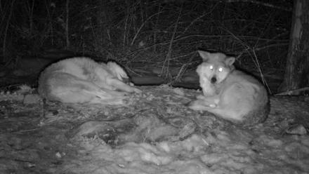 Red Wolves Live Webcam at the Wolf Conservation Center - Mar 7, 2026, 12:21am EST
