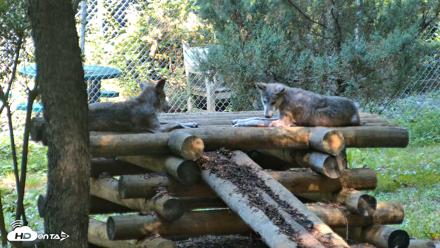 Red Wolves Live Webcam at the Wolf Conservation Center - Aug 7, 2026, 10:26am EDT