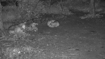 Red Wolves Live Webcam at the Wolf Conservation Center - Jul 14, 2025, 10:31pm EDT