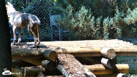 Red Wolves Live Webcam at the Wolf Conservation Center - Jul 27, 2026, 1:14pm EDT