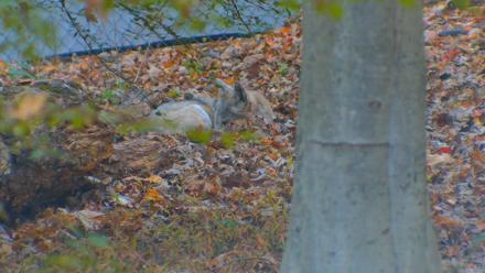 Red Wolves Live Webcam at the Wolf Conservation Center - Oct 28, 2025, 7:27am EDT