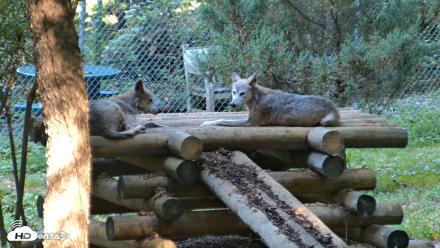 Red Wolves Live Webcam at the Wolf Conservation Center - Aug 7, 2026, 9:38am EDT