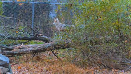 Red Wolves Live Webcam at the Wolf Conservation Center - Nov 7, 2025, 9:07am EST