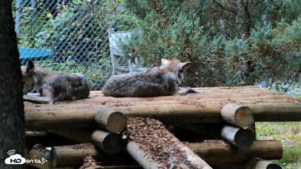 Red Wolves Live Webcam at the Wolf Conservation Center - Jul 27, 2026, 10:59am EDT