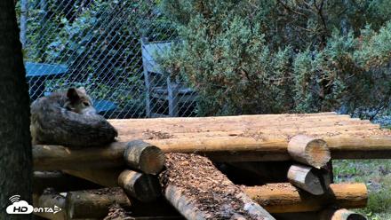 Red Wolves Live Webcam at the Wolf Conservation Center - Jul 27, 2026, 12:54pm EDT