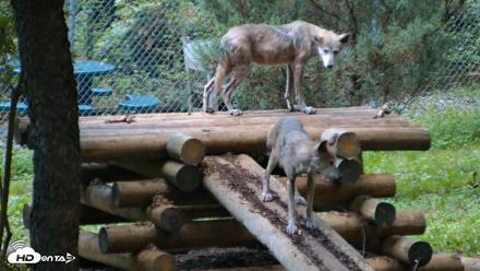 Red Wolves Live Webcam at the Wolf Conservation Center - Aug 12, 2026, 6:19am EDT