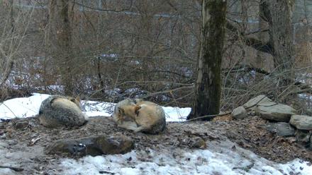 Red Wolves Live Webcam at the Wolf Conservation Center - Mar 7, 2026, 5:33pm EST