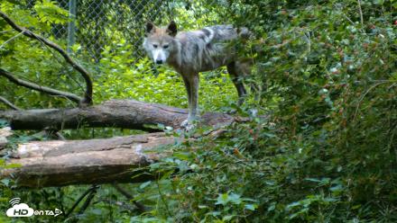 Red Wolves Live Webcam at the Wolf Conservation Center - Jun 22, 2026, 7:33am EDT