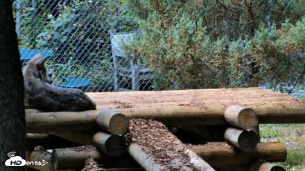 Red Wolves Live Webcam at the Wolf Conservation Center - Jul 27, 2026, 12:47pm EDT