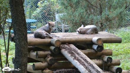Red Wolves Live Webcam at the Wolf Conservation Center - Aug 9, 2026, 6:35am EDT