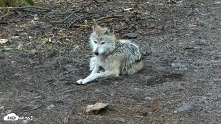 Red Wolves Live Webcam at the Wolf Conservation Center - Apr 19, 2026, 11:20am EDT