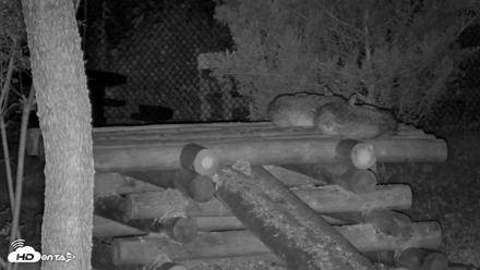 Red Wolves Live Webcam at the Wolf Conservation Center - Aug 10, 2026, 4:54am EDT