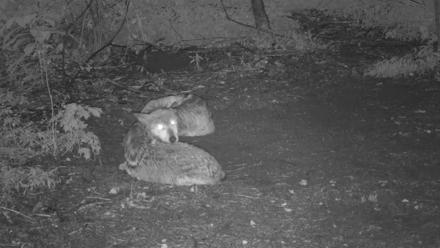Red Wolves Live Webcam at the Wolf Conservation Center - Jul 14, 2025, 7:45pm EDT