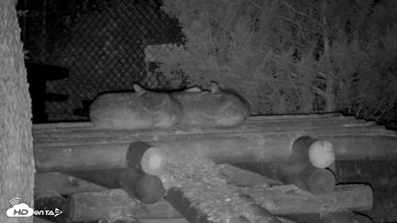 Red Wolves Live Webcam at the Wolf Conservation Center - Jul 27, 2026, 4:05am EDT