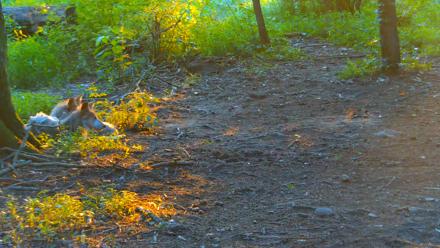 Red Wolves Live Webcam at the Wolf Conservation Center - Jul 15, 2025, 7:55pm EDT