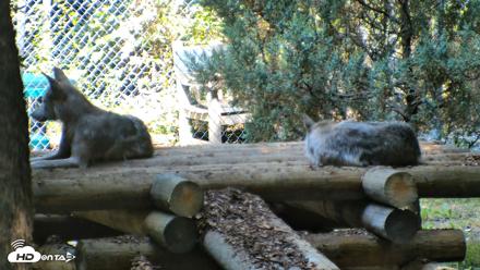 Red Wolves Live Webcam at the Wolf Conservation Center - Jul 26, 2026, 10:39am EDT