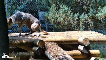 Red Wolves Live Webcam at the Wolf Conservation Center - Jul 27, 2026, 1:07pm EDT