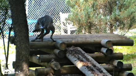 Red Wolves Live Webcam at the Wolf Conservation Center - Aug 5, 2026, 11:03am EDT