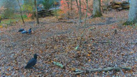 Red Wolves Live Webcam at the Wolf Conservation Center - Nov 16, 2025, 8:35am EST