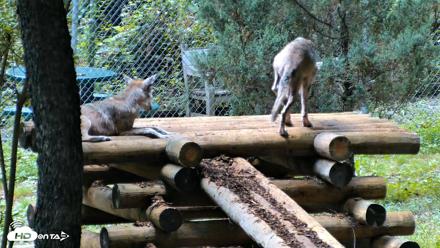 Red Wolves Live Webcam at the Wolf Conservation Center - Aug 6, 2026, 2:01pm EDT