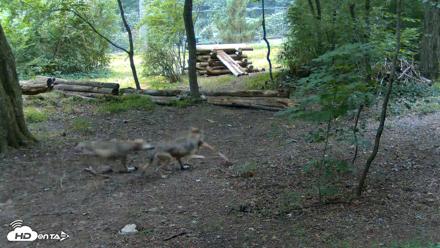 Red Wolves Live Webcam at the Wolf Conservation Center - Jul 28, 2026, 9:31am EDT