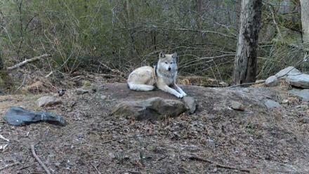Red Wolves Live Webcam at the Wolf Conservation Center - Apr 7, 2026, 8:42am EDT
