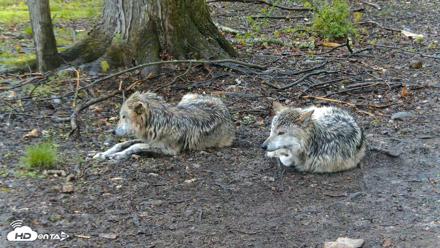 Red Wolves Live Webcam at the Wolf Conservation Center - Apr 25, 2026, 3:01pm EDT