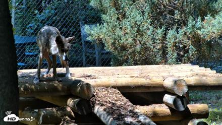 Red Wolves Live Webcam at the Wolf Conservation Center - Jul 27, 2026, 12:45pm EDT