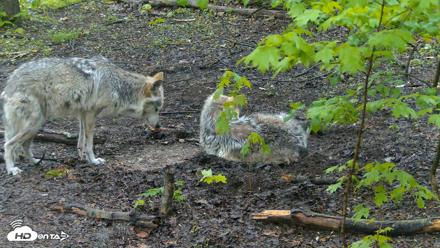 Red Wolves Live Webcam at the Wolf Conservation Center - May 10, 2026, 8:18am EDT
