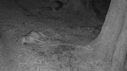 Red Wolves Live Webcam at the Wolf Conservation Center - Nov 18, 2025, 7:57pm EST
